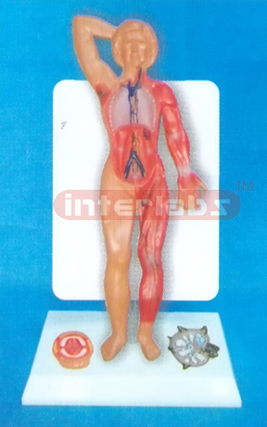 35CM TALL HUMAN LYMPHATIC SYSTEM MODEL WITH DESCRIPTION PLATE